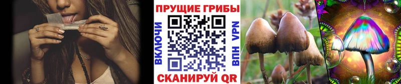 Галлюциногенные грибы Psilocybe  Калязин 